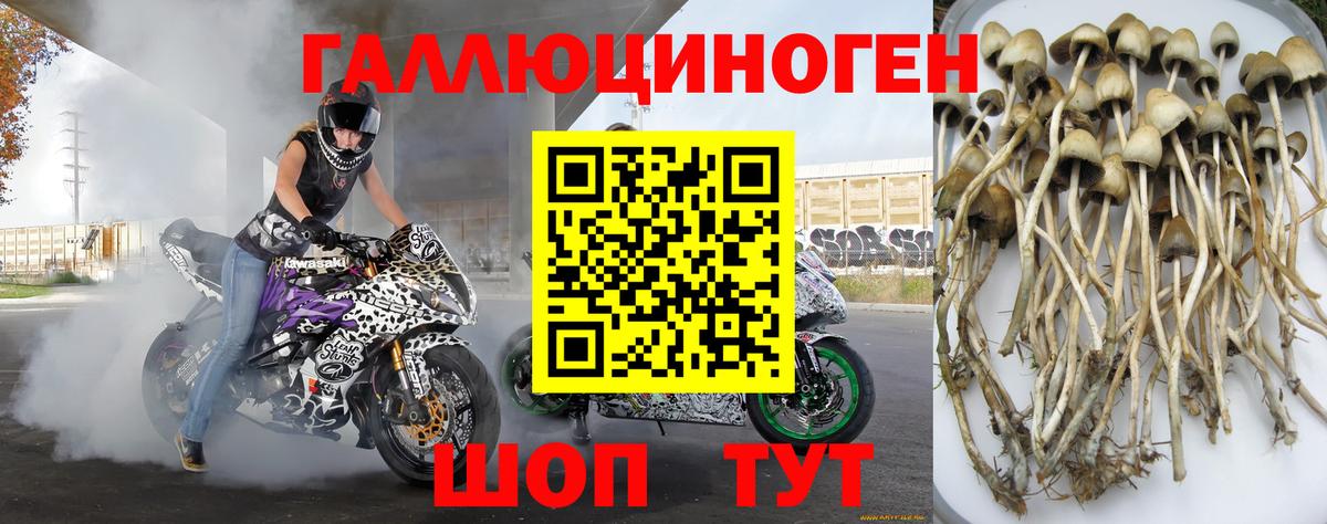 Псилоцибиновые грибы GOLDEN TEACHER  Вход с VPN  Псилоцибиновые грибы Psilocybe  Медногорск 
